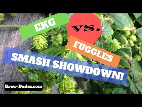 download lagu mp3 mp4 East Kent Goldings Vs Fuggles, download lagu East Kent Goldings Vs Fuggles gratis, unduh video klip East Kent Goldings Vs Fuggles