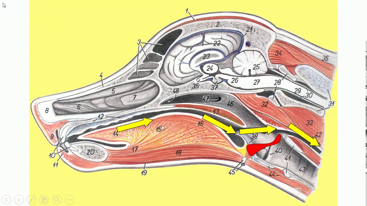 Anatomia veterinária - Aparelho respiratório - parte 2