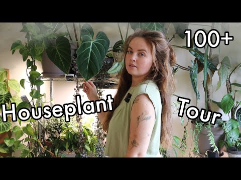 Houseplant Tour Summer '23 | My full collection (100+ plants!)