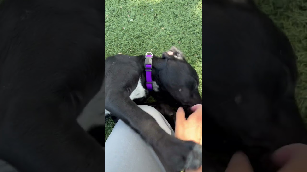 Elvis, a ADOPTABLE mixed breed in Red Bluff, CA video 3/5