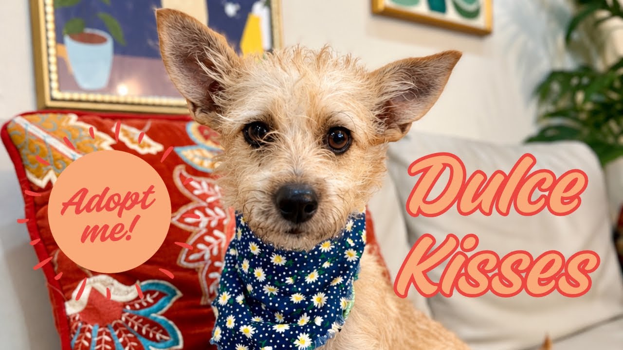 Enlarge Dulce Kisses Little Lap Lover, a Adoptable mixed breed in Friendswood, TX video 2/6