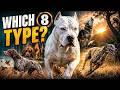8 TYPES OF HUNTING DOGS ‍ Who Hunts What Full Breakdown