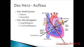 Herz-Kreislauf-System