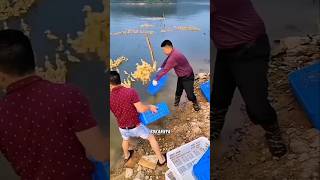 Download lagu Overseas Farming ‼️ release of ducklings #chicken #livestock #muscovy duck #duck mp3