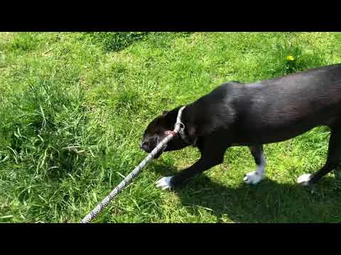 Tammy, an adopted Hound in Long Beach, NY_image-1