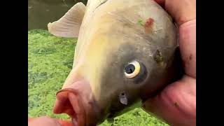 Download lagu Fishing tip using good bait easy to get fish Ep046 mp3