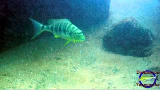 preview picture of video 'Boulengerochromis microlepis - Mtosi.'