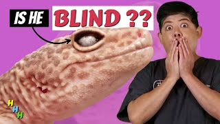 Avoid This #1 MISTAKE!!!  A REPTILE VET Tells You How To Save Your Gecko