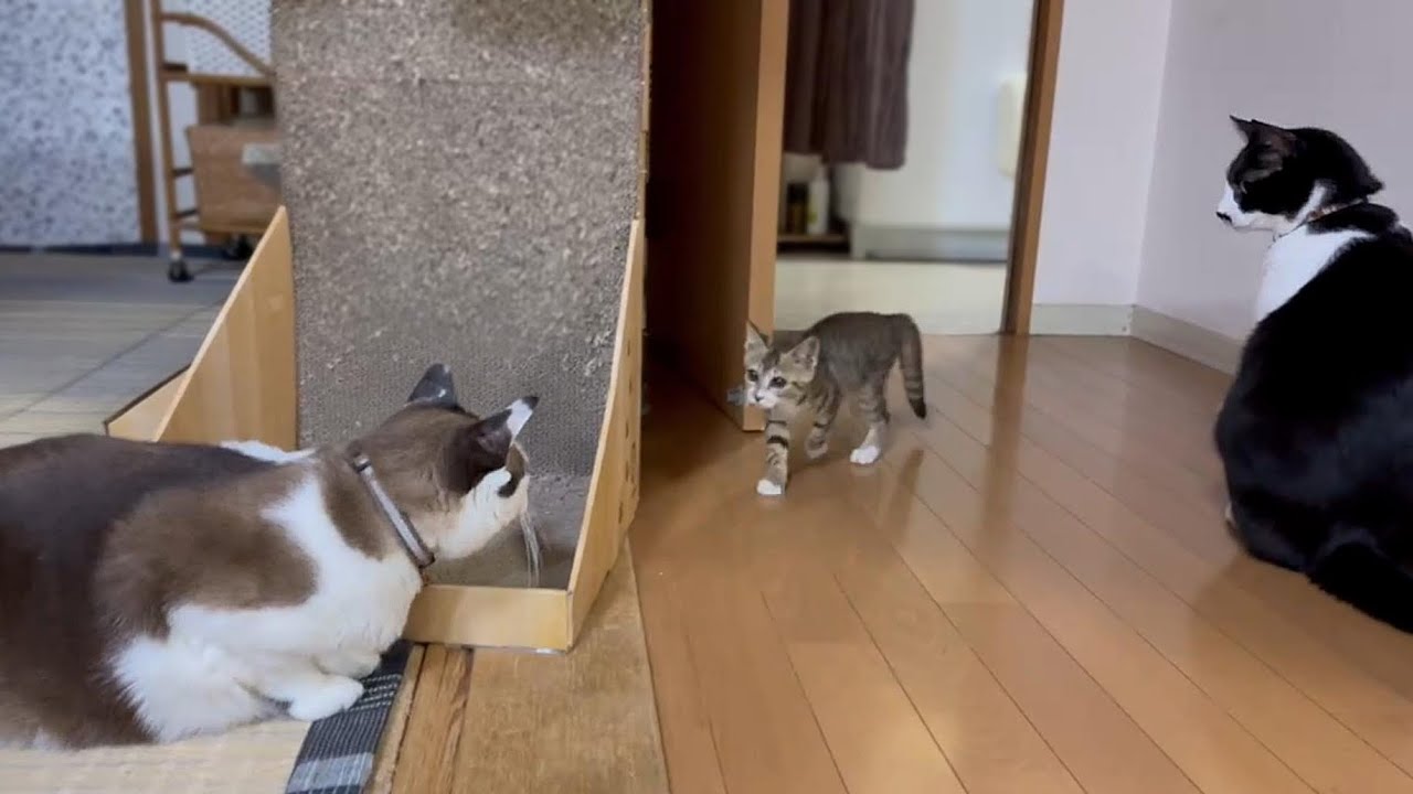 保護子猫リビング放流！先住猫たちの反応は？