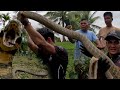 PINAKA MATAPANG NA KING COBRA NA NAHULI SA BICOL