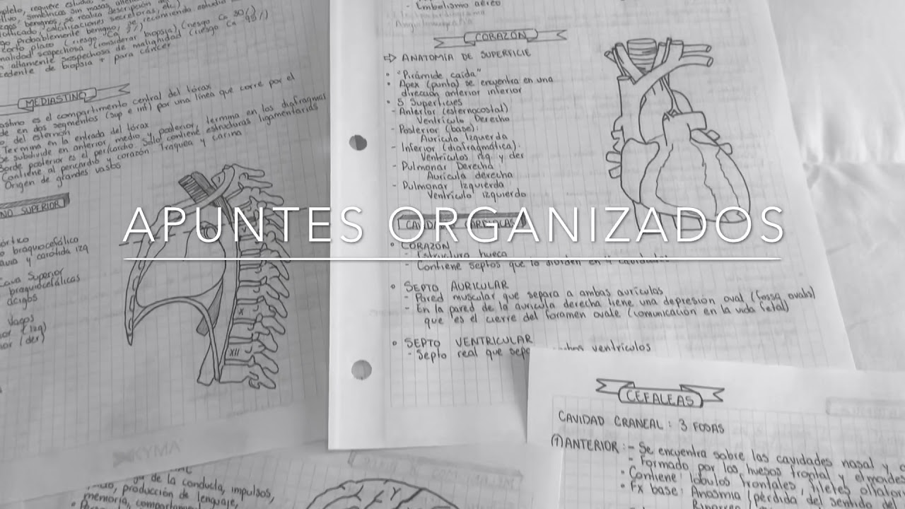 APUNTES ORGANIZADOS EN MEDICINA - ANATOMÍA.