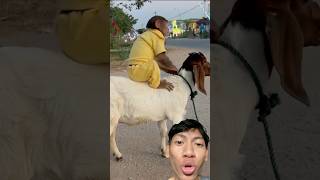 Download lagu Horse riding or goat riding? 😂 #shorts #funny #trending #lucu mp3