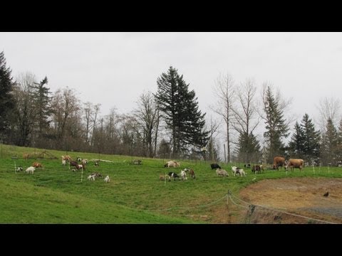 A Small Scale Integrated Livestock Farm Video