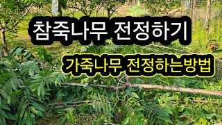 참죽나무 전정하기 #가죽나무 전정하는 방법