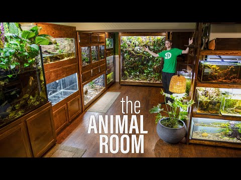 INCREDIBLE TOUR of The Animal Room (2021 Extensive Update)