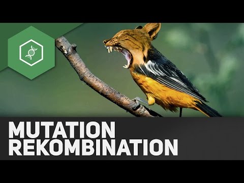 Mutation und Rekombination — Evolutionsfaktoren