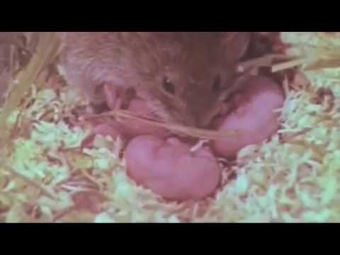 Biologisches Gleichgewicht