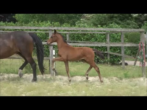 *2019 Stute von Valverde - Dressage Royal SOLD!!!