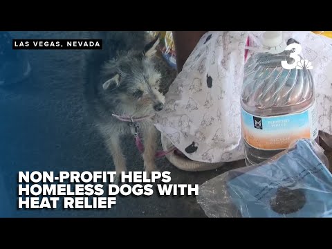Street Dogz delivers cooling aid to Las Vegas's homeless dogs and owners