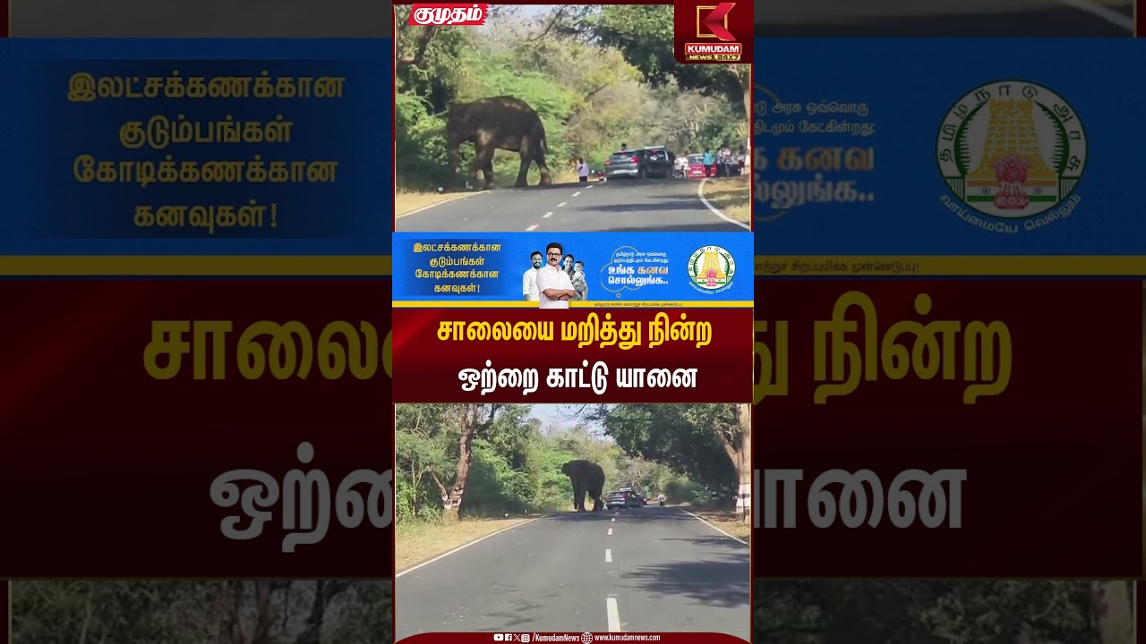 சாலையை மறித்து நின்ற ஒற்றை காட்டு யானை | Wildlife Elephant | Kumudam News