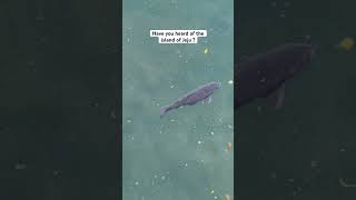 Exploring the island as a crew member on their time off 🫶🏽💫🛳️ #cruiseship #cruisecrew #jeju