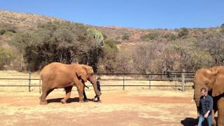 preview picture of video 'The Elephant Sanctuary - Walking with an Elephant'