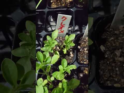 ダリアの蝶を引き寄せるために菜園に花を咲かせる