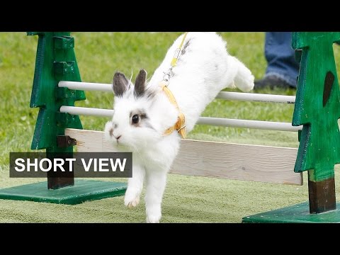 兔子市場--低迷的市場和牛市當心｜短線觀點 (A bunny market — bears and bulls beware | Short View)