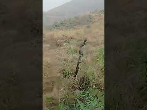 muita chuva em flexeiras Alagoas