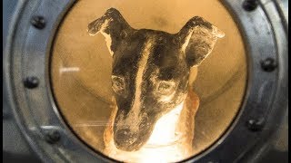 The Sad, Sad Story of Laika, the Space Dog