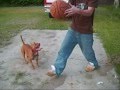 Pit Bull Playing Basketball Rest In Peace Mamas Baby
