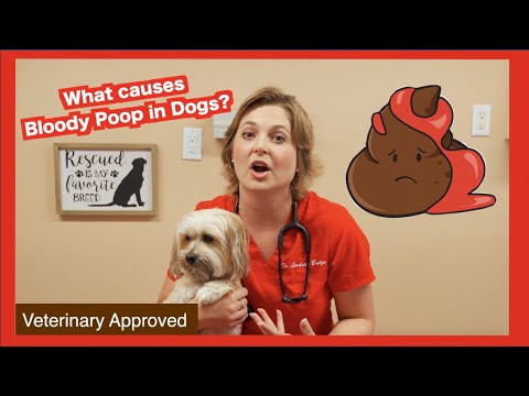 What causes Bloody Poop in Dogs? | Veterinary approved