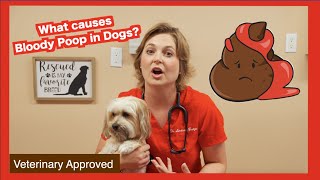 What causes Bloody Poop in Dogs? | Veterinary approved