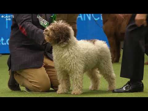 スパニッシュ・ウォーター・ドッグ