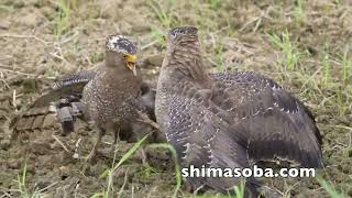 カンムリワシの獲物をめぐる争い(動画あり)