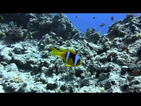 Tauchen im Roten Meer, Sharm el Sheikh - allgemein,Ägypten