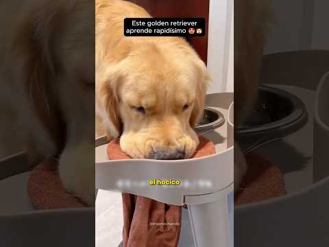Este golden retriever aprende rapidísimo 🤩🐶