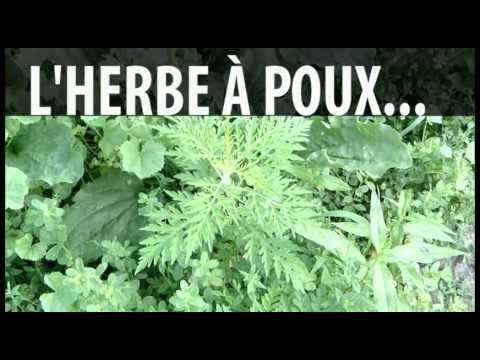 comment soigner herbe a poux