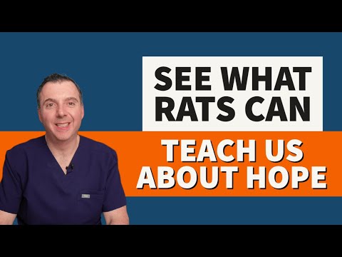 See What Rats Can Teach Us The Power Of Hope