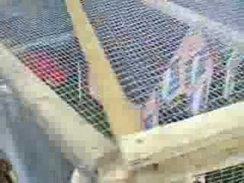 Guinea's in Wonderland Part 4