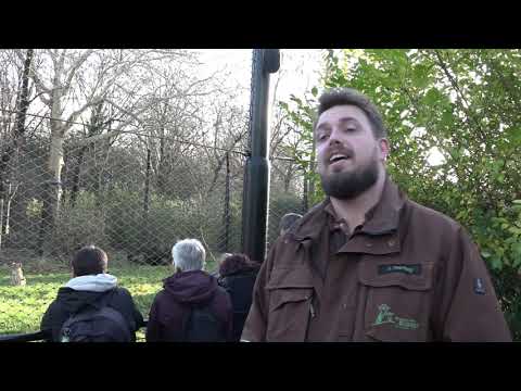 Samenvatting Blijdorp Kids College over Aziatische leeuwen - Diergaarde Blijdorp Rotterdam