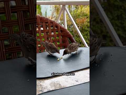 Café da manhã com os amigos em Petrópolis RJ