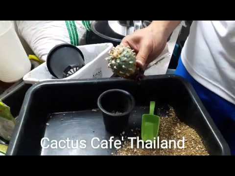Neurodermatitis เหตุผลหลัก ไม่ว่าจะเป็นไปได้ที่จะบริจาคเลือดถ้าคุณมีโรคสะเก็ดเงิน