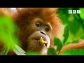 How Does An Orangutan Make Its Bed Andy S Baby Animals Andy S Amazing Adventures