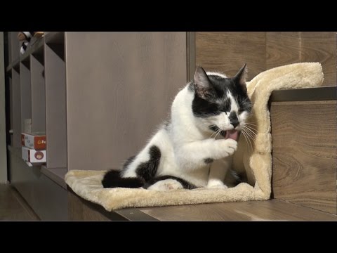 S09E09 Ķepa uz sirds 07.03.2015