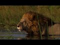 Living With Big Cats Trailer Wildlife Films National Geographic