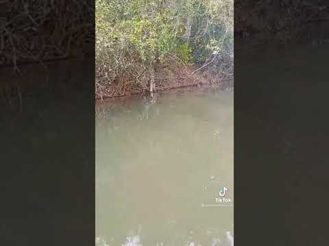 Funny Dogs That Will Make Your Day #1 | Epic Repla usman safdar ali