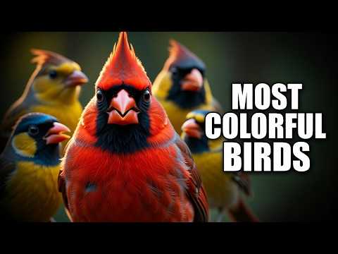 Most Colorful Birds in the Wild (4K) | Rare & Exotic Bird Documentary