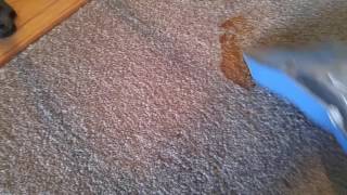How to get dry dog throw up out of the carpet