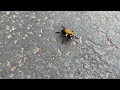 Up Close with a Carpenter Bee in Bridgewater, NJ